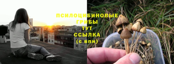 прущие грибы Алзамай